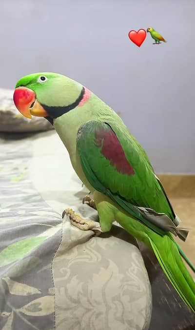 Raw male