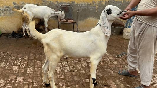khasii bakry 2dannt available for sale for qurbani 2026
