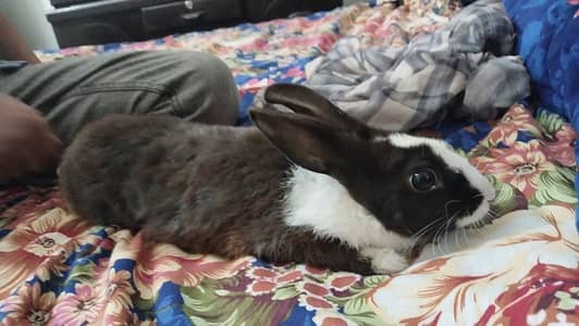 One year black rabbit for sale