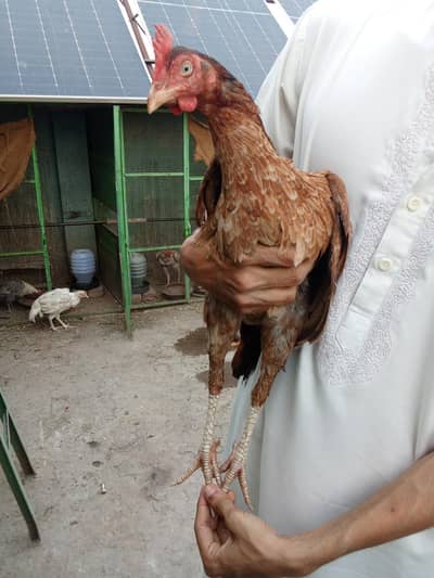 Bengum Aseel hen , Healthy active aur strong murgi