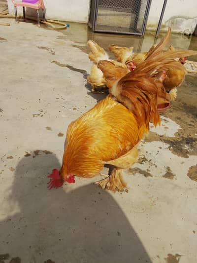 fully vaccinated ready to breed male for sale