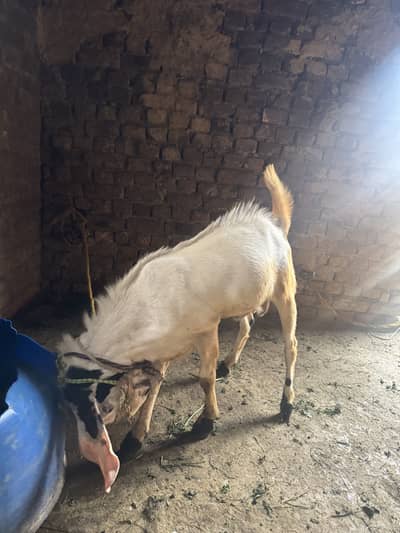 Do Danti Healthy Bakra for Qurbani