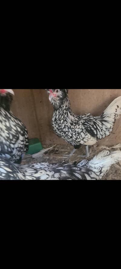 polosh hen avalible for sale