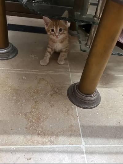 best companion kittens