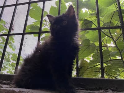 Black Persian kitten for sale