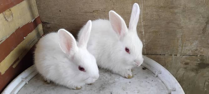 Rabbit Baby