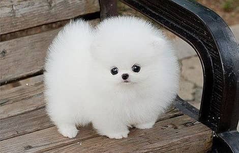 Pomeranian puppies 92@330*540*6115