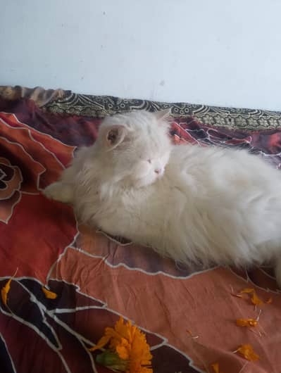 Persian cat femail