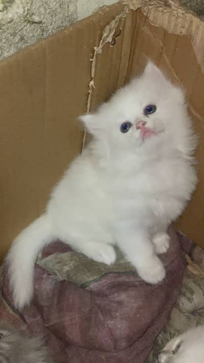 Persian male kitten / Triple coated / 03187020013 / Hazel eyes / balo