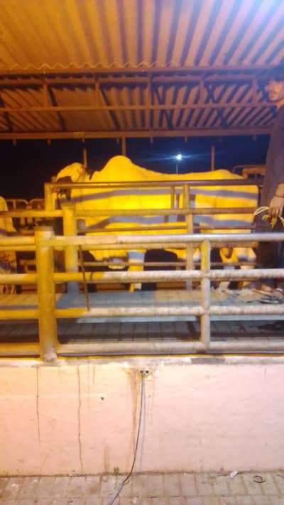 ماشاءاللہ bull