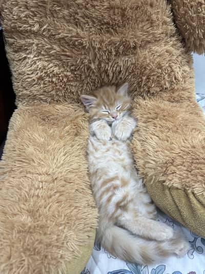 Persian cat