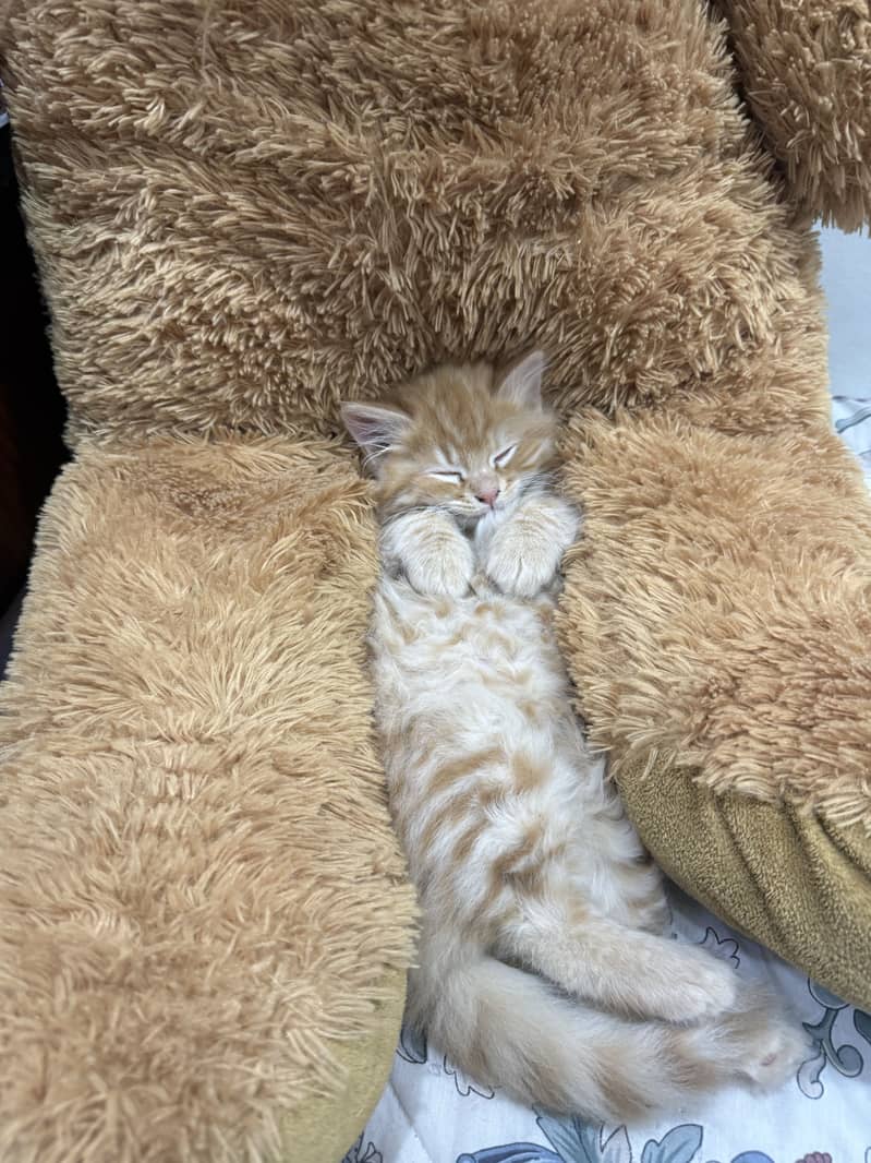 Persian cat 0