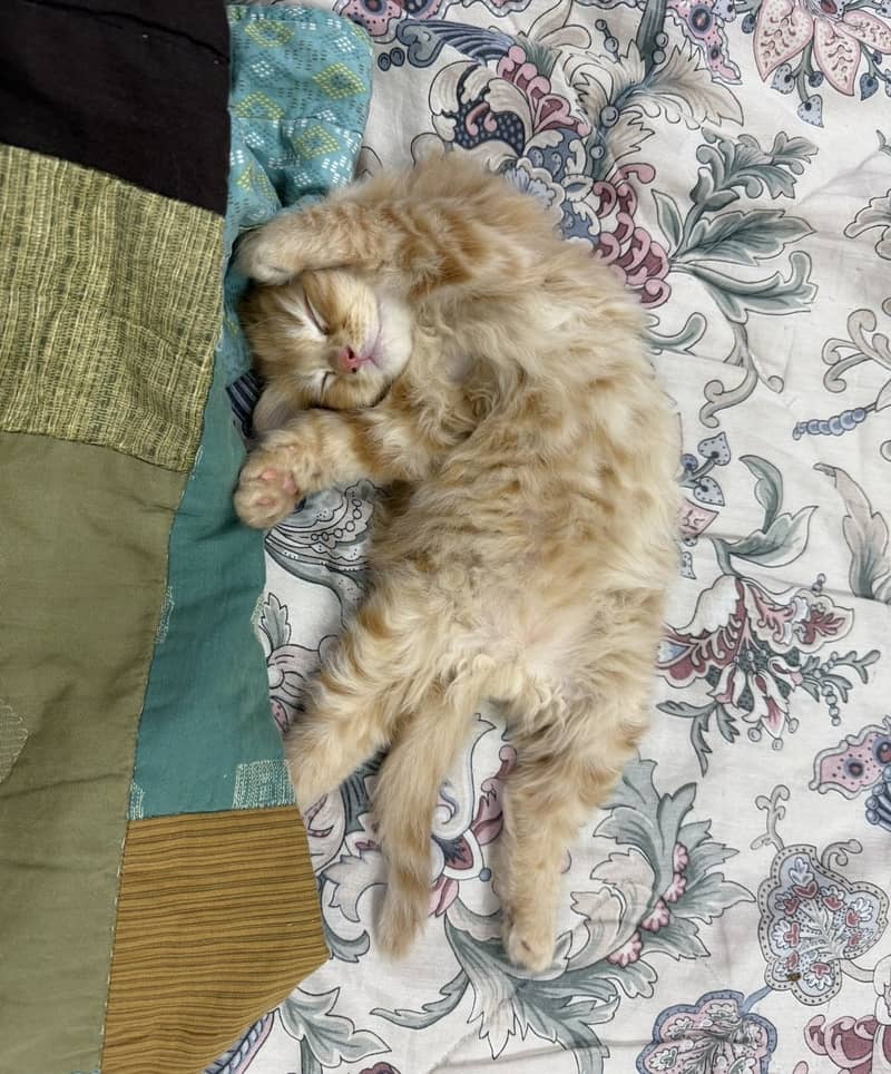 Persian cat 2