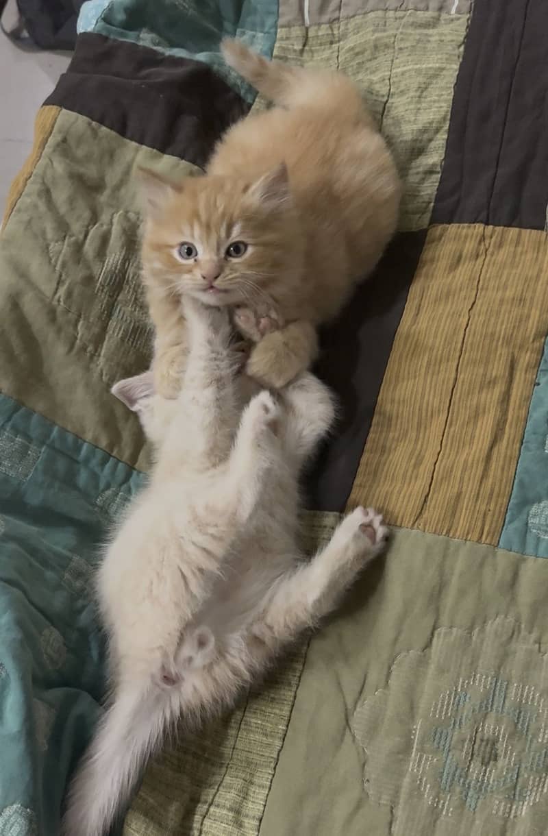 Persian cat 3