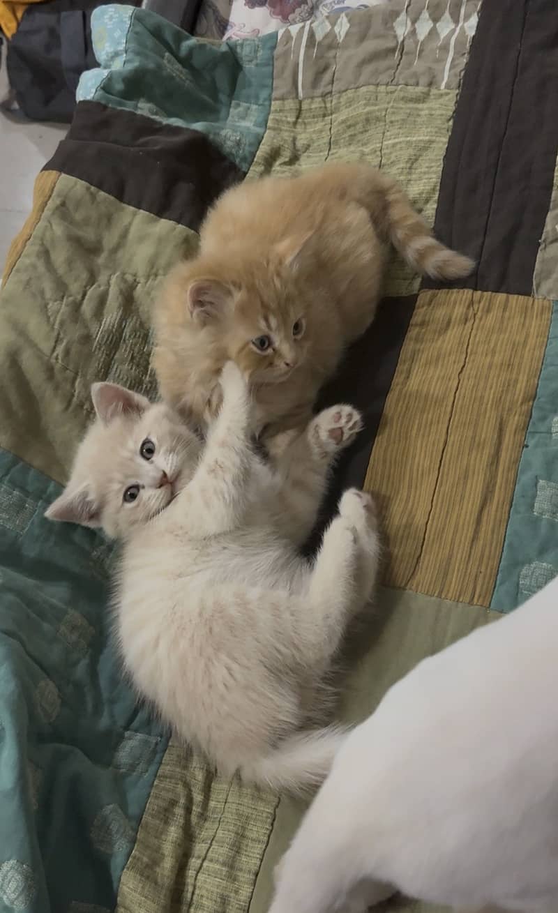 Persian cat 4