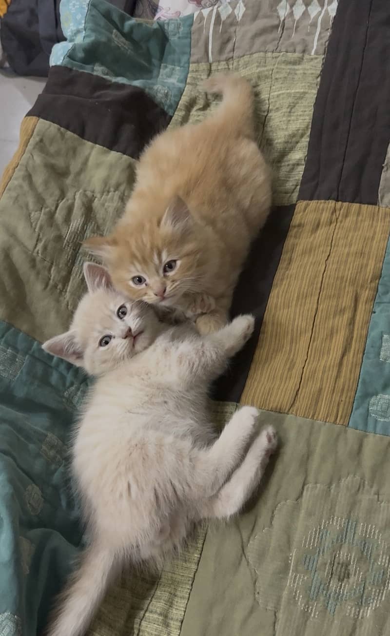 Persian cat 5