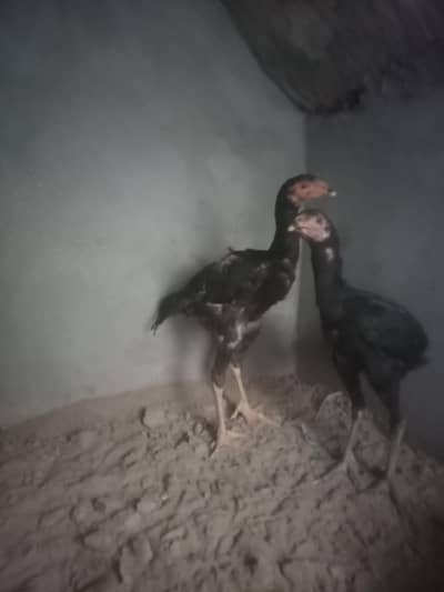 Black Thai chicks pair 4 months
