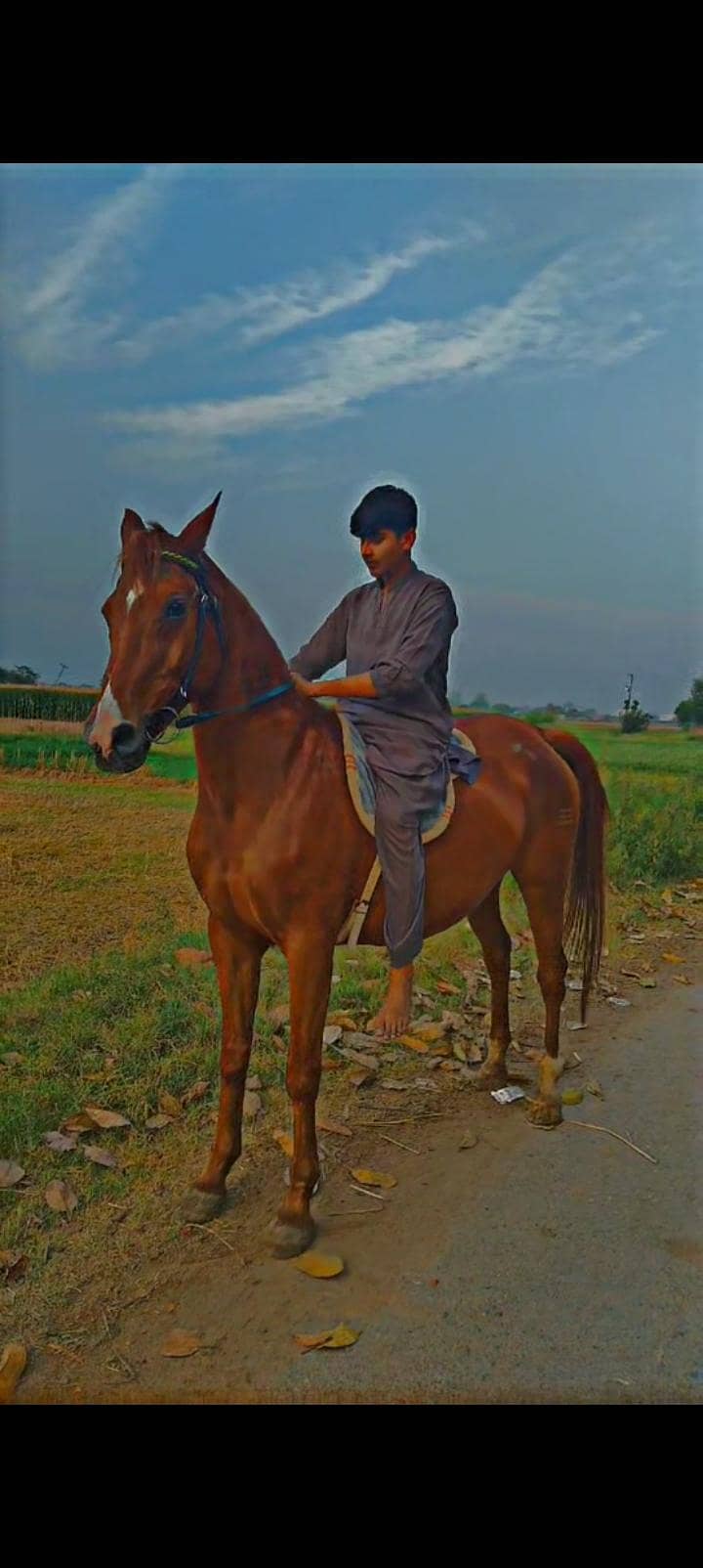 گھوڑیاںukدو حوبصورت 9