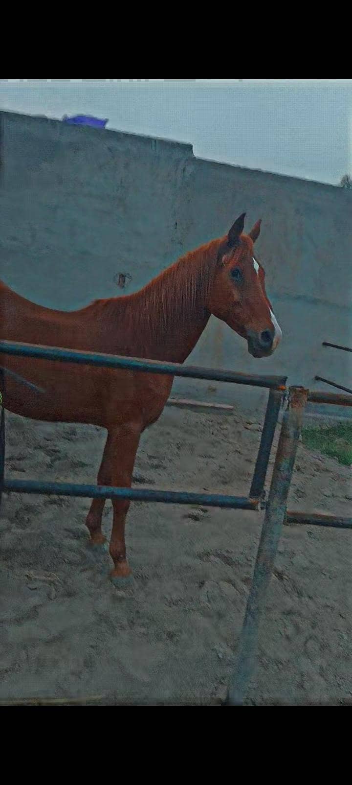 گھوڑیاںukدو حوبصورت 10