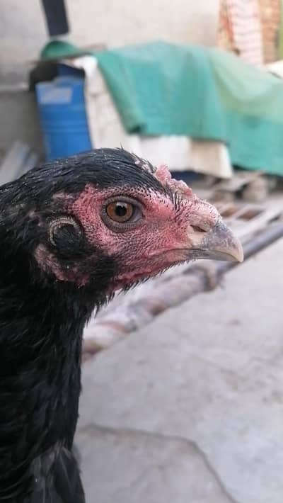 Pure Aseel Imported Bloodline Chicken