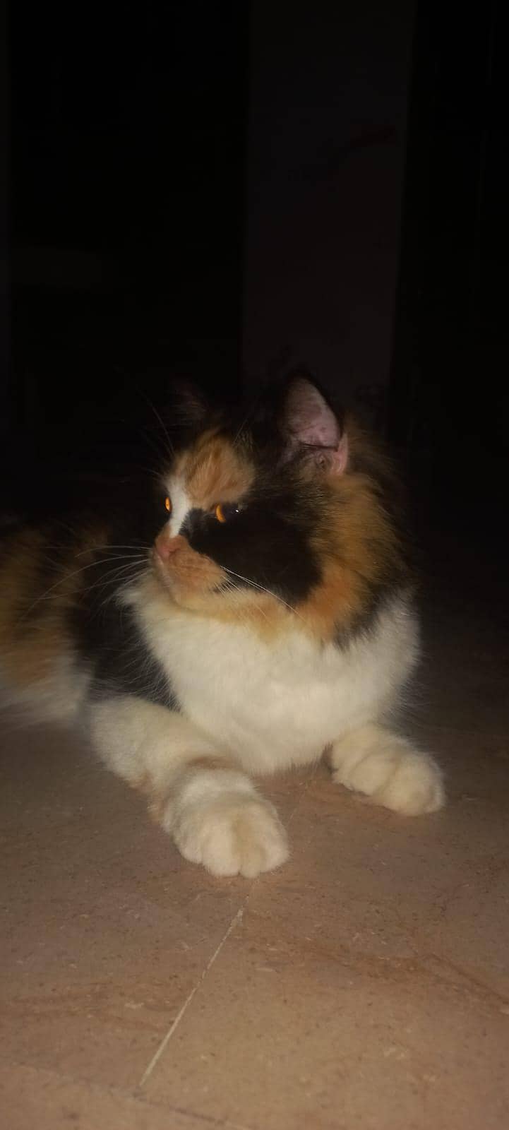 Russian cat 0