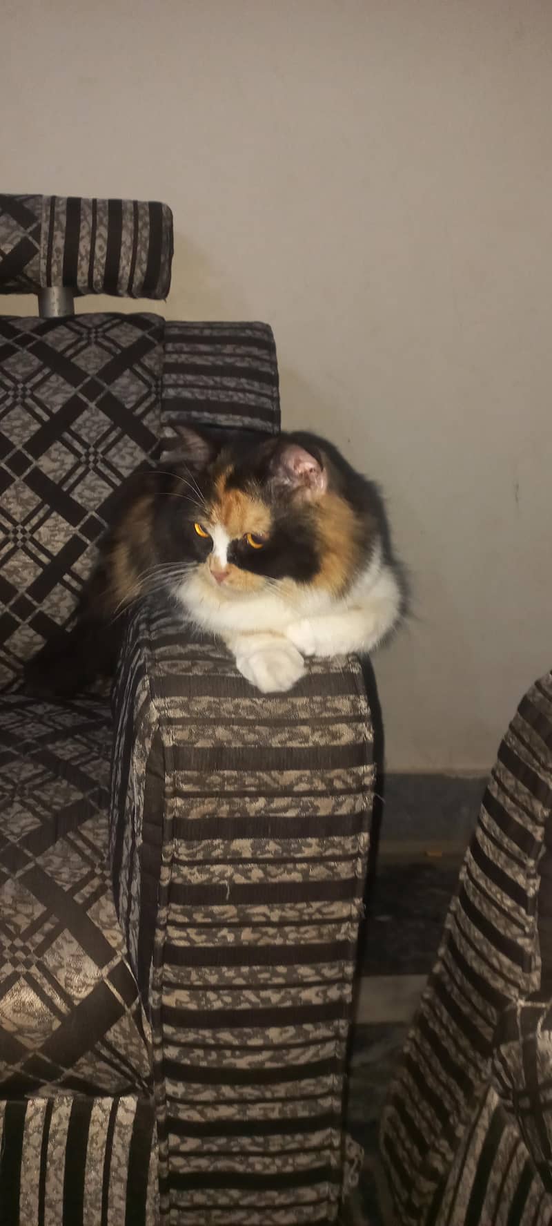 Russian cat 1