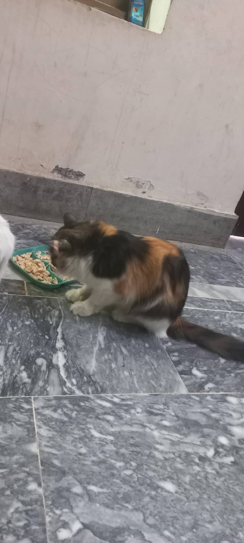 Russian cat 2