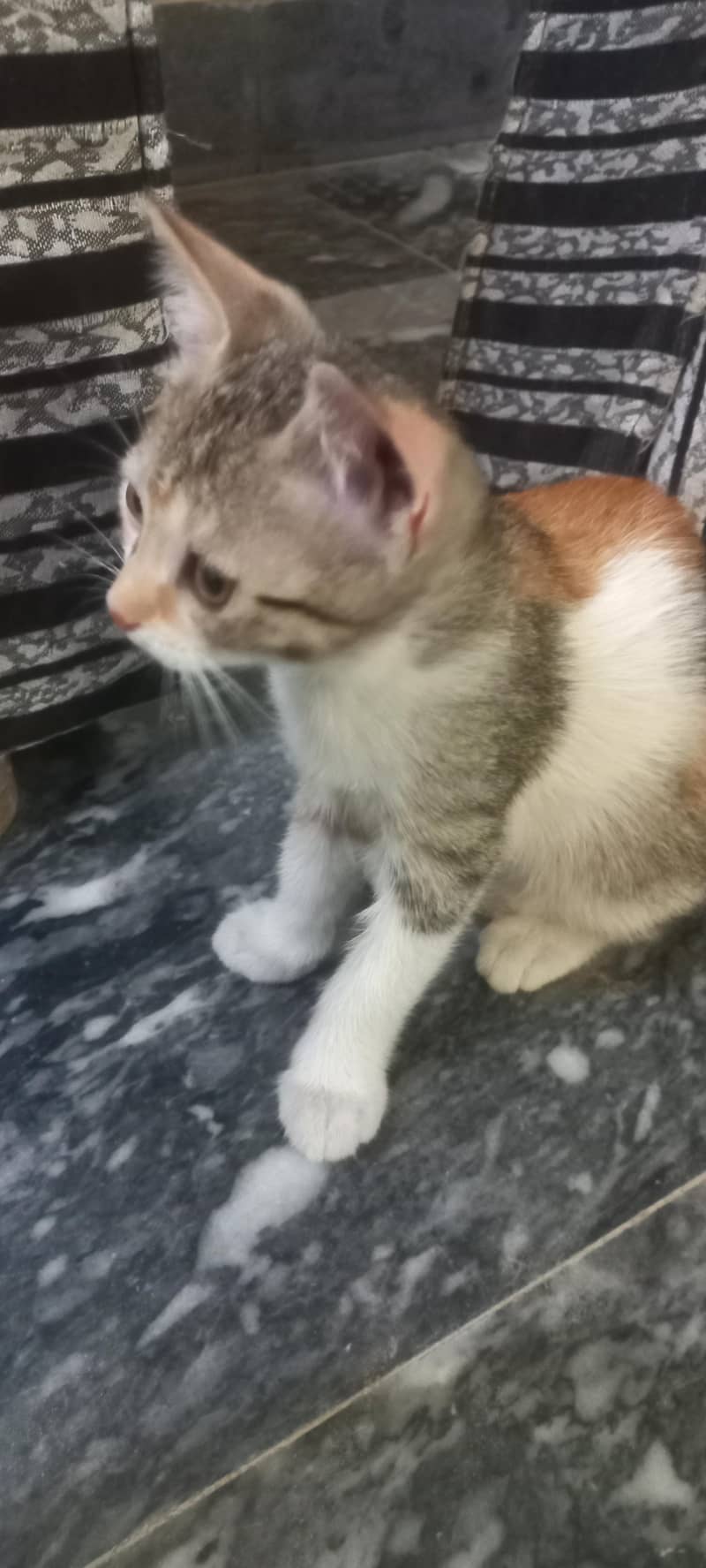 Russian cat 4