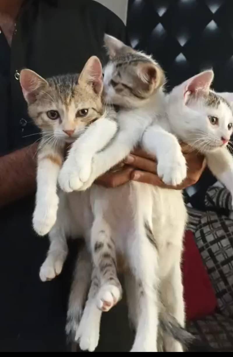 Russian cat 6