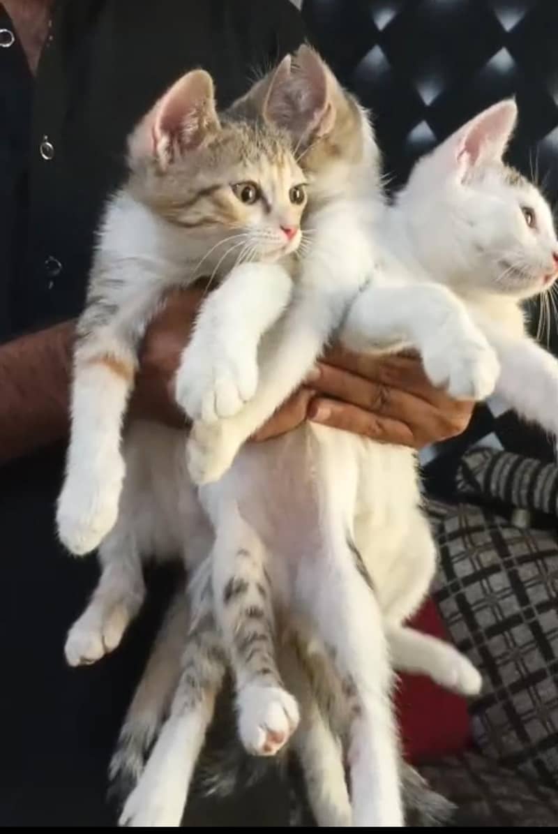 Russian cat 7