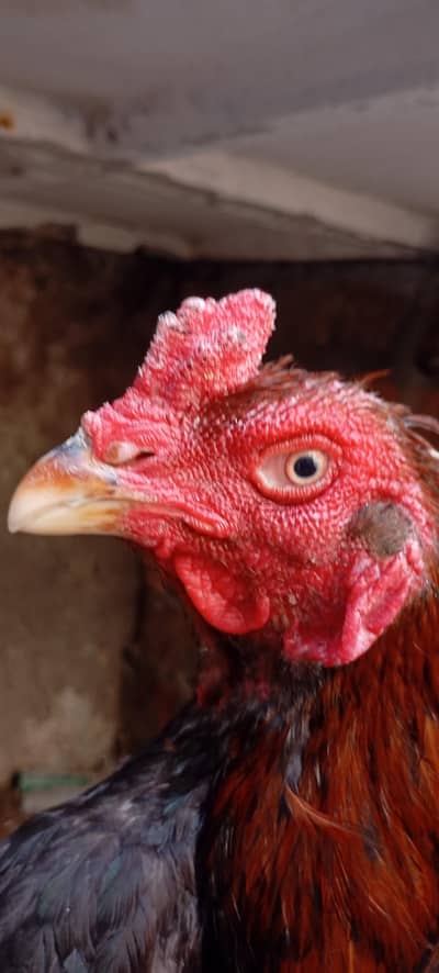Thai Aseel male for sale