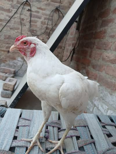 Pepper White Heera For Sale