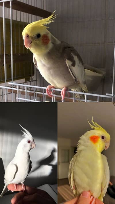 Cocatiel parrots. Hand tamed