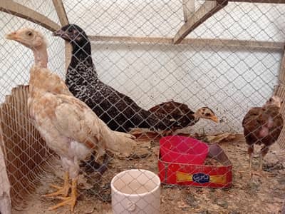 Chicks (Mixed) for urgent Sale