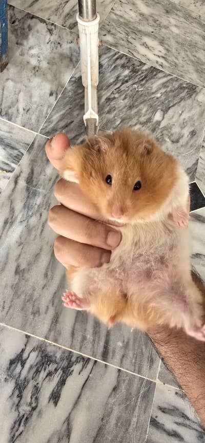 hamster pair