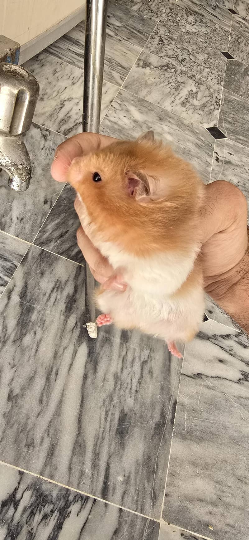 hamster pair 1