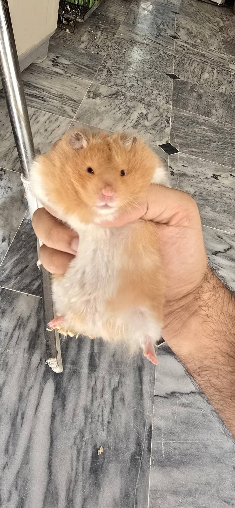 hamster pair 2