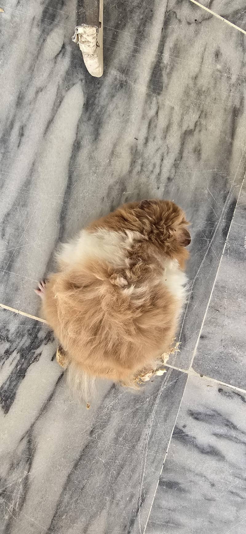 hamster pair 4