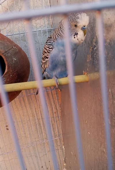 budgie