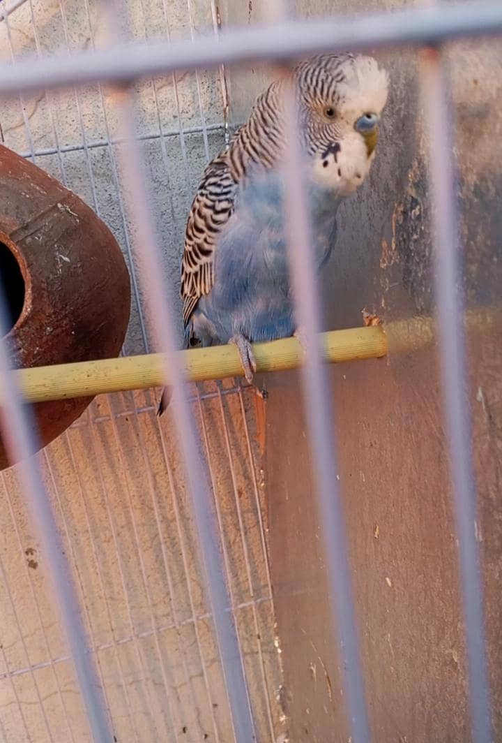 budgie 0