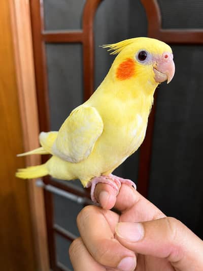Hand tamed cocatiel