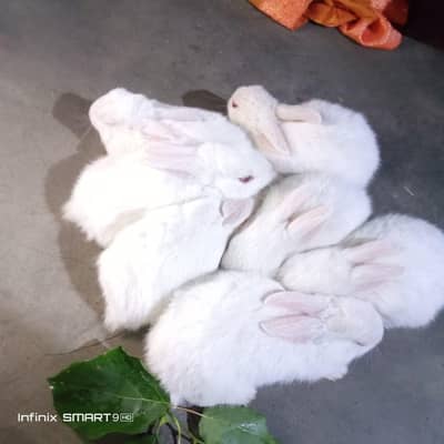 dasi rabbits pair and bunnies  totel 14hain munasib offer dayn o