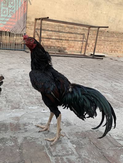 Aseel setup for sale