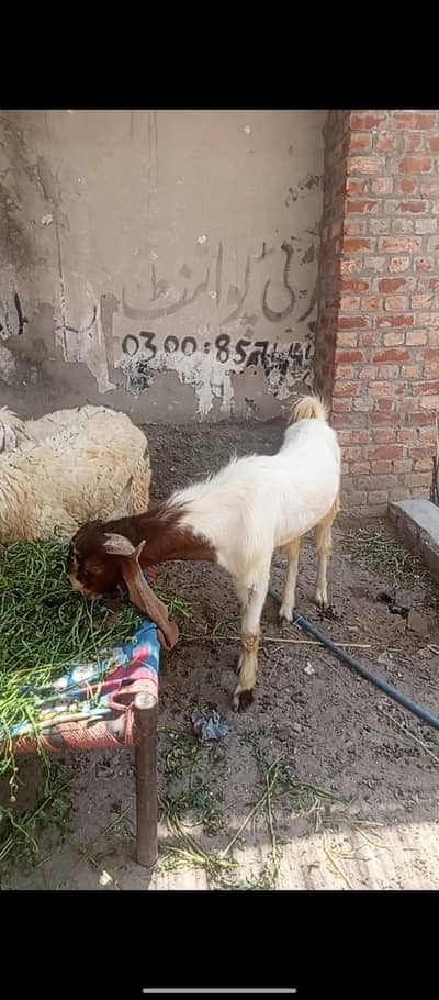 EiD qurbani 2026