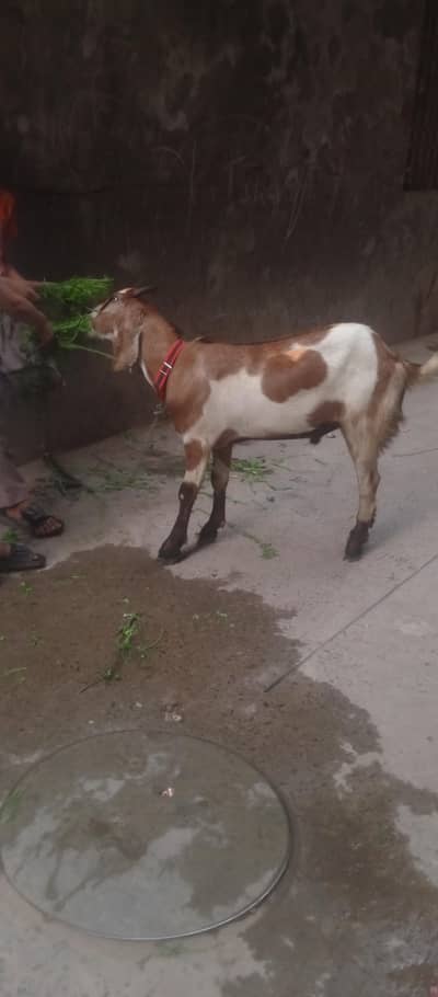 Desi bakra 2 dant gaon ka pala