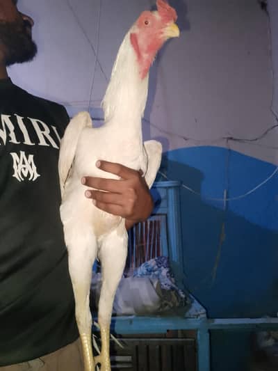 o shamo chiks age 2month