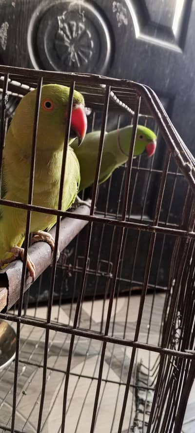 ringneck parrot bhot Bolta  ha