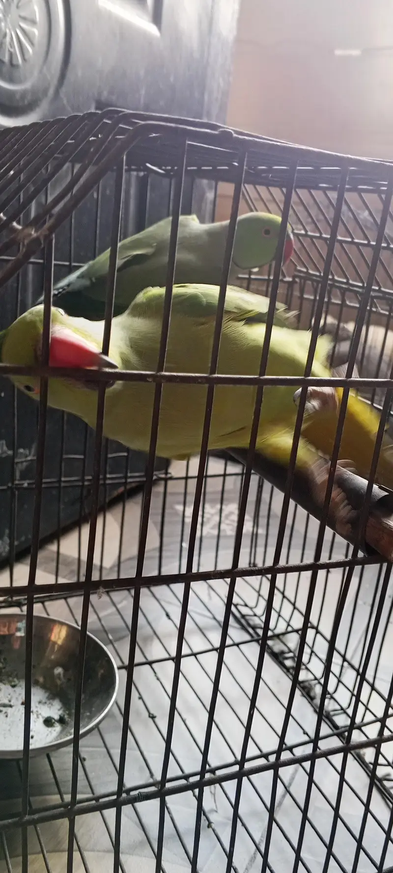 ringneck parrot bhot Bolta  ha — photo 2