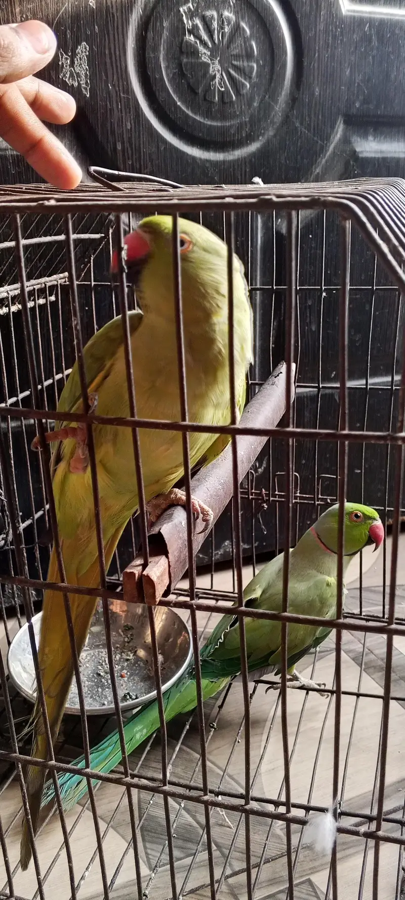 ringneck parrot bhot Bolta  ha — photo 3