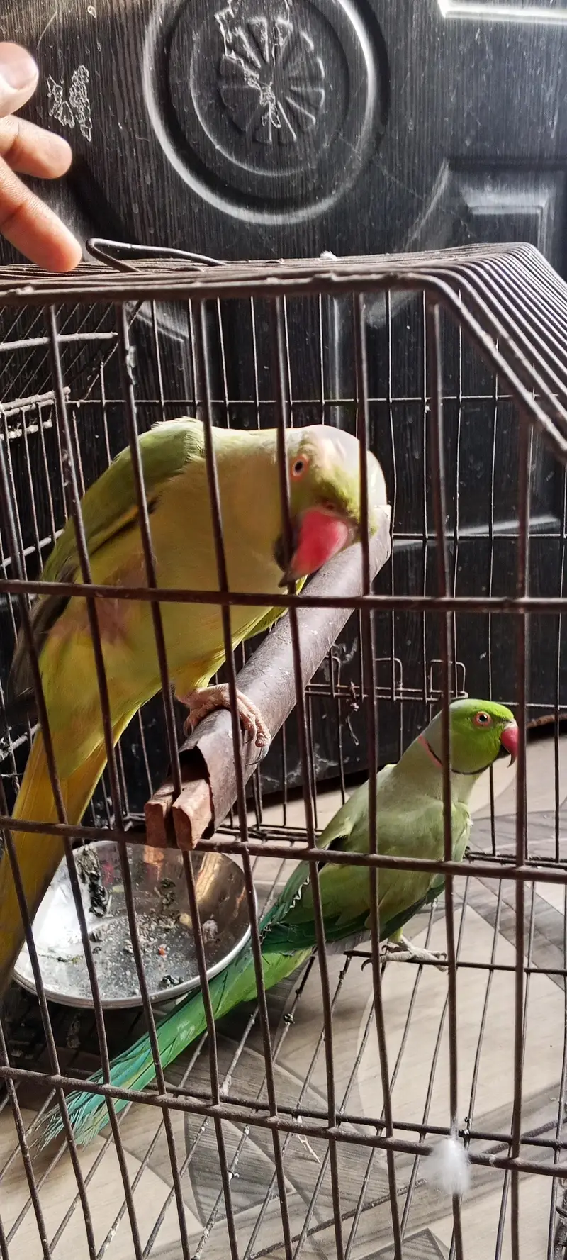 ringneck parrot bhot Bolta  ha — photo 4